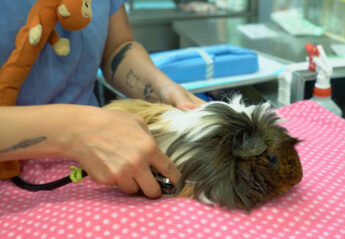 A veterinarian examines a guinea pig at the Animal Medical Center