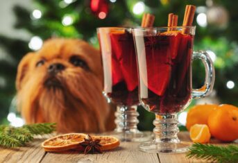 A dog looks at two holiday cocktails on a table