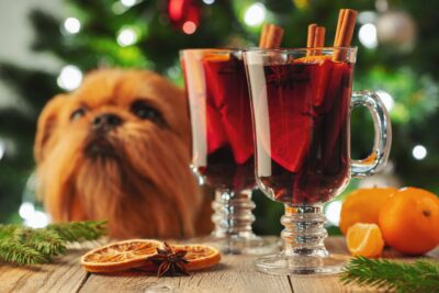 A dog looks at two holiday cocktails on a table