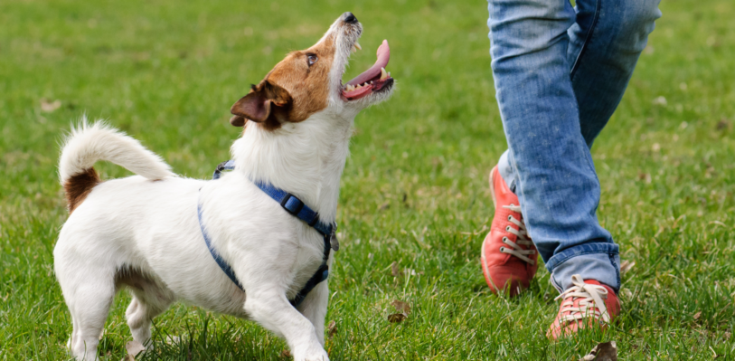 Dog walking beside its owner