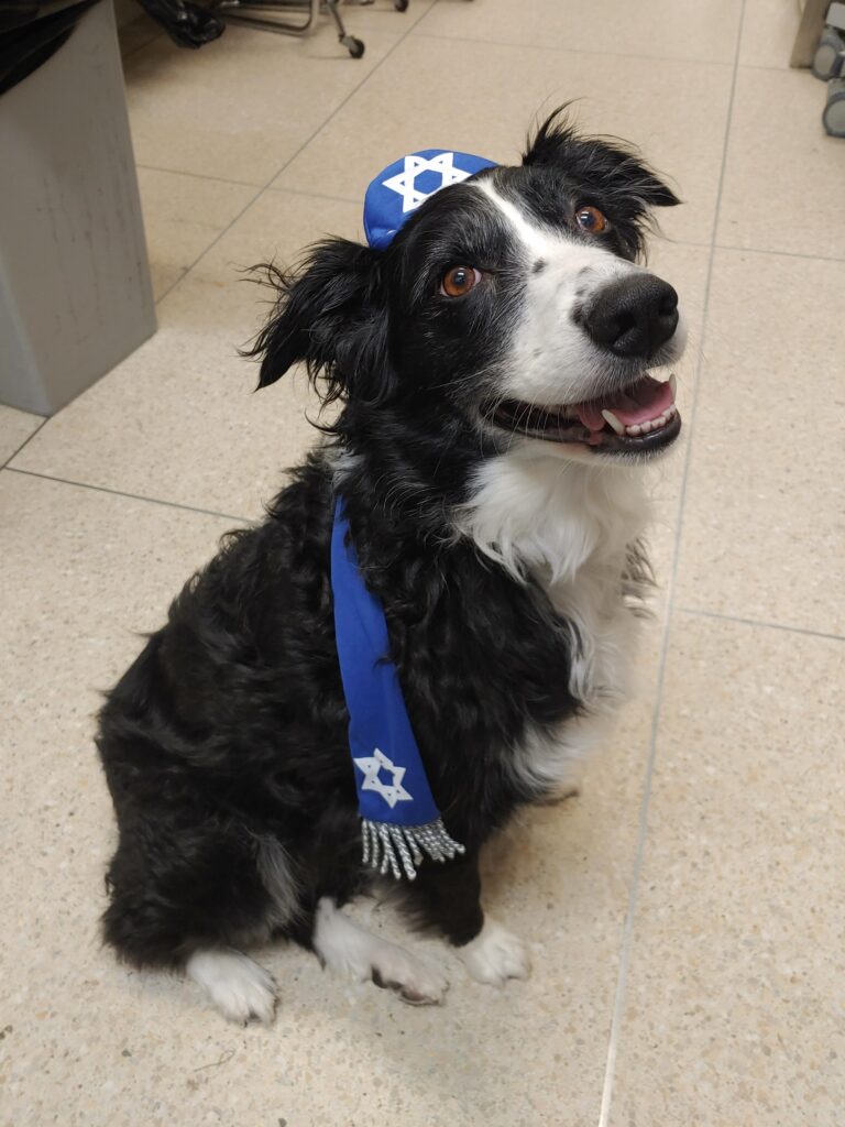 A dog wearing a Hanukkah scarf