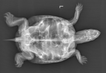 An x-ray of a turtle