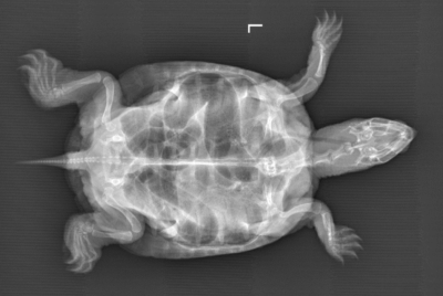 An x-ray of a turtle