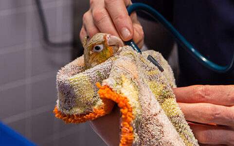 A bird being examined by a veterinarian