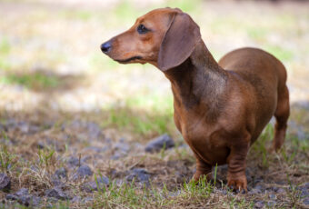 Dachshund and IVDD