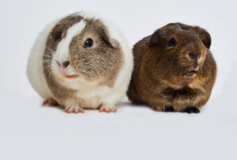 Two guinea Pigs