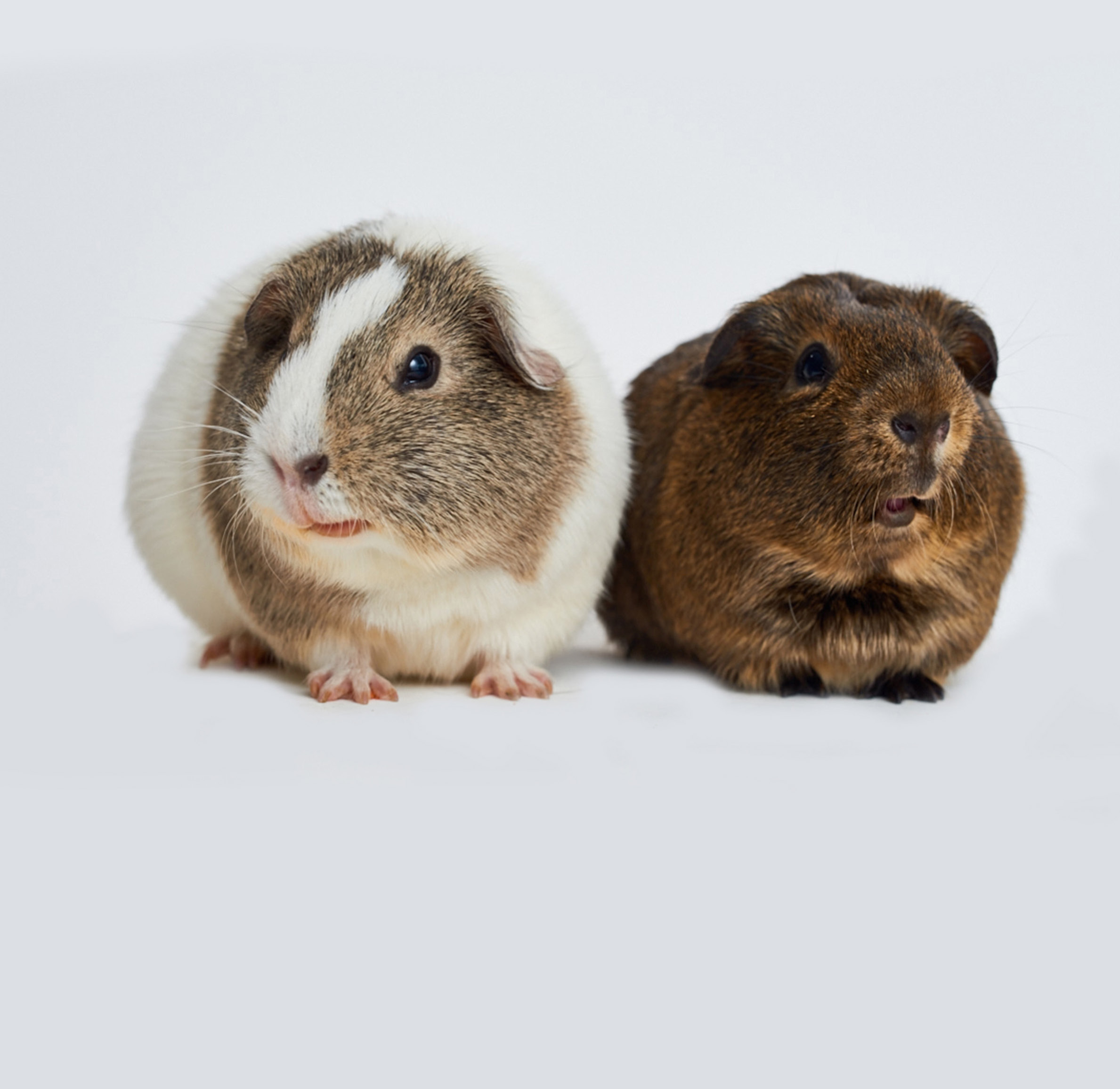 Hamsters vs Guinea Pigs: Which One Is Best for You?