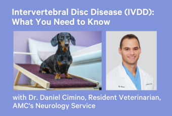 IVDD presentation thumbnail