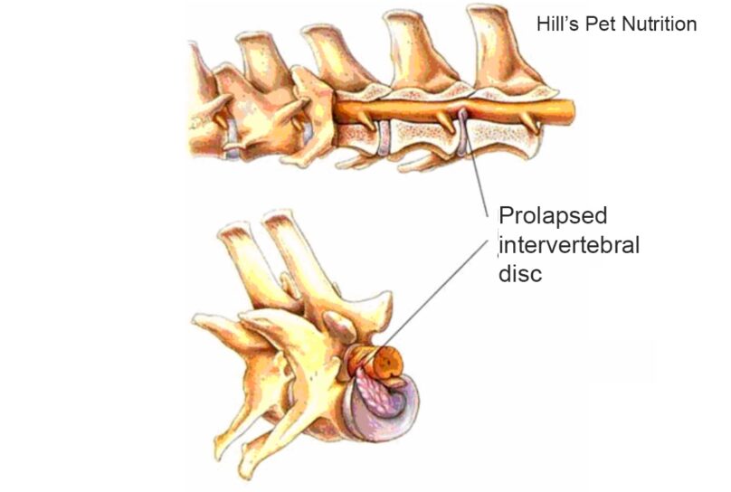 Intervertebral Disc Disease (IVDD) in Dogs The Animal Medical Center