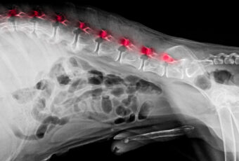 MRI of dog spine