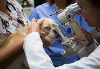 AMC ophthalmologist doing eye exam on French bulldog