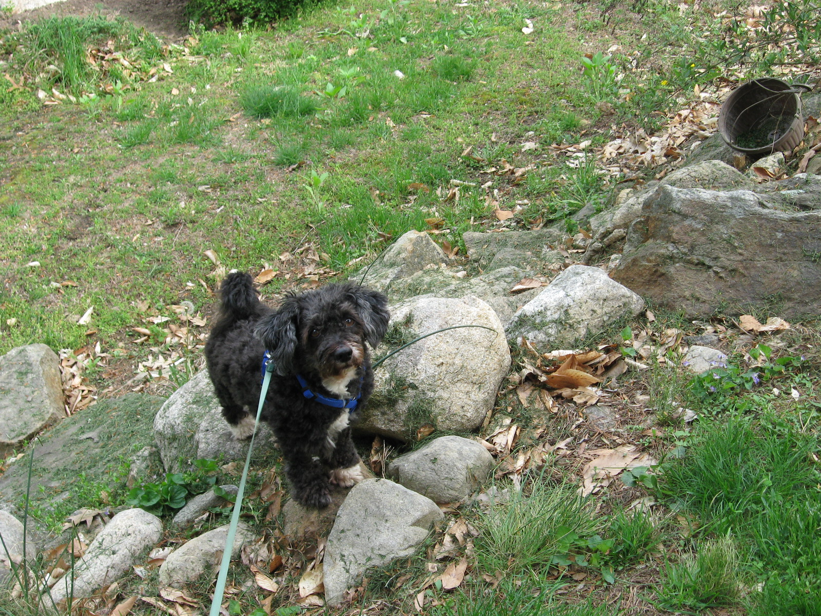 A dog on some rocks