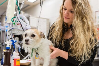 A veterinarian examines a dog