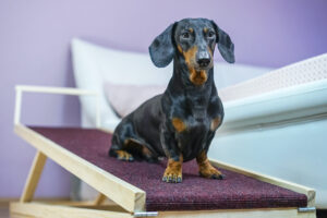 Dachshund ramp IVDD