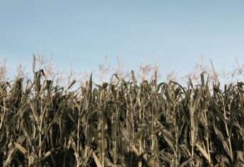 A field of corn