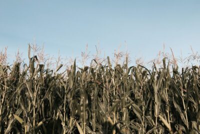 A field of corn