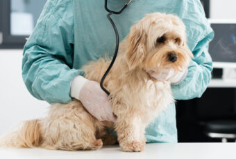 veterinarian listening to dog's heart with stethoscope