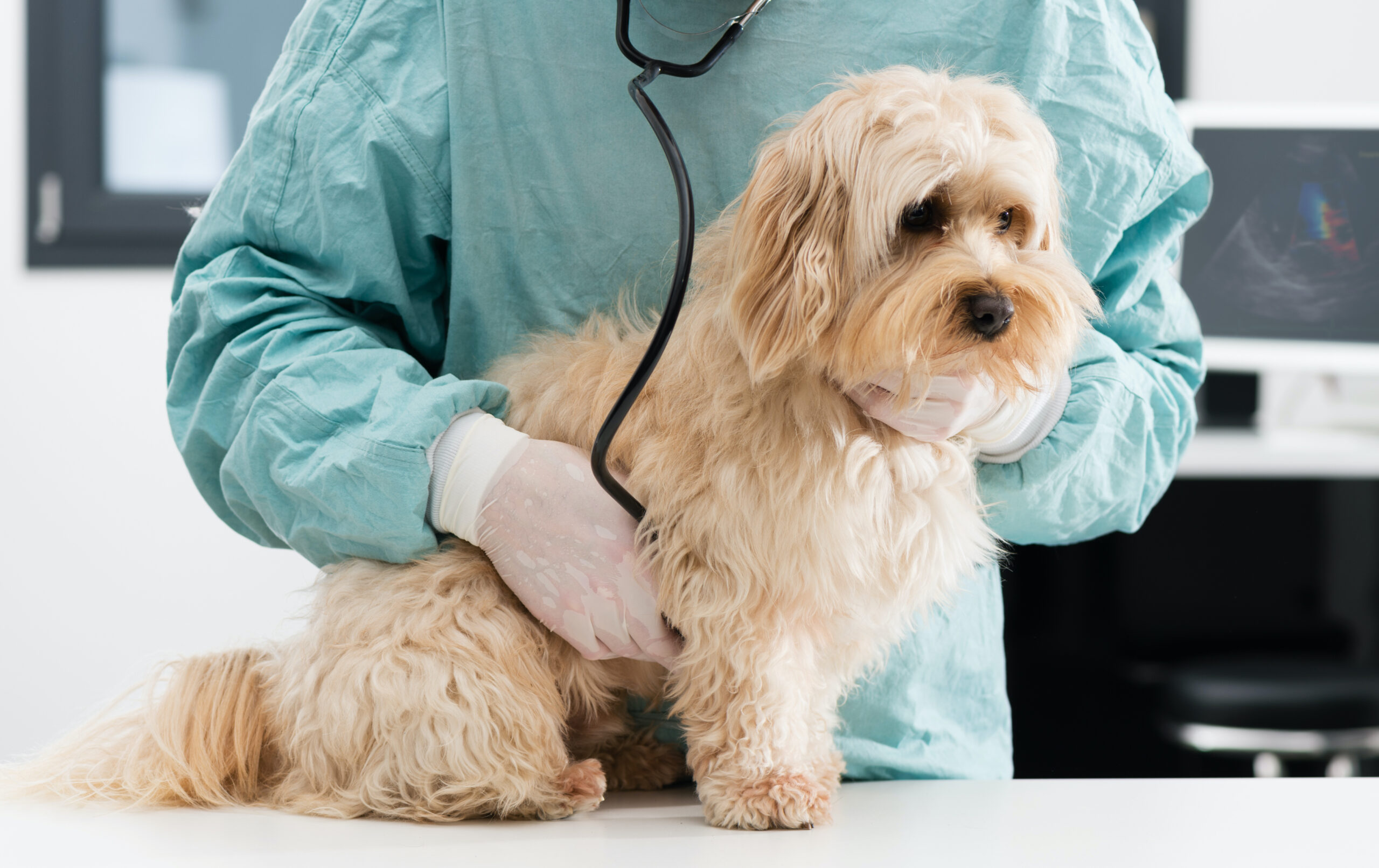 What is a heart murmur? Cardiology Animal Medical Center