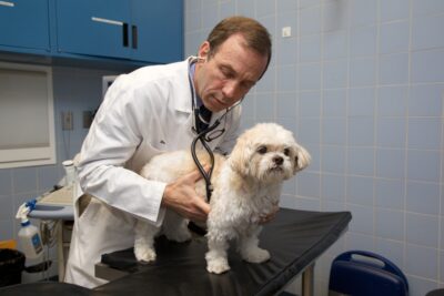 A veterinarian examines a dog