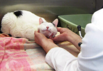 A feline dentistry patient