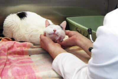 A feline dentistry patient