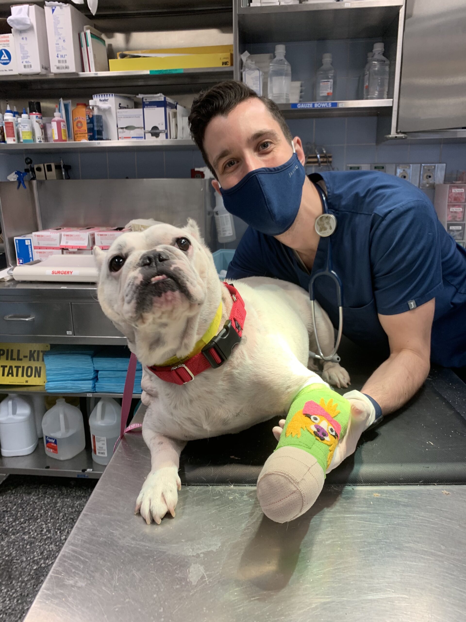 A veterinarian with a bulldog