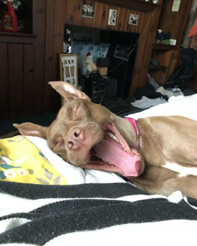 A yawning dog