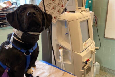 A dog receiving hemodialysis