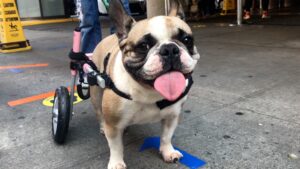 French bulldog with wheelchair cart