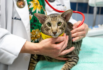 A cat being examined by a veterinarian
