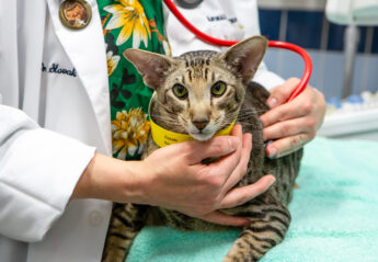 A cat being examined by a veterinarian