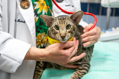 A cat being examined by a veterinarian
