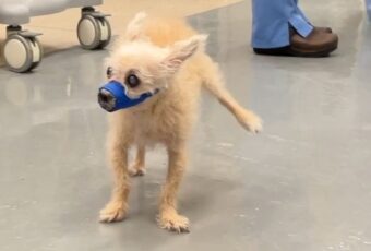 white dog holding up hind leg