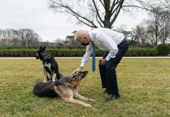 President Joe Biden pets his dog