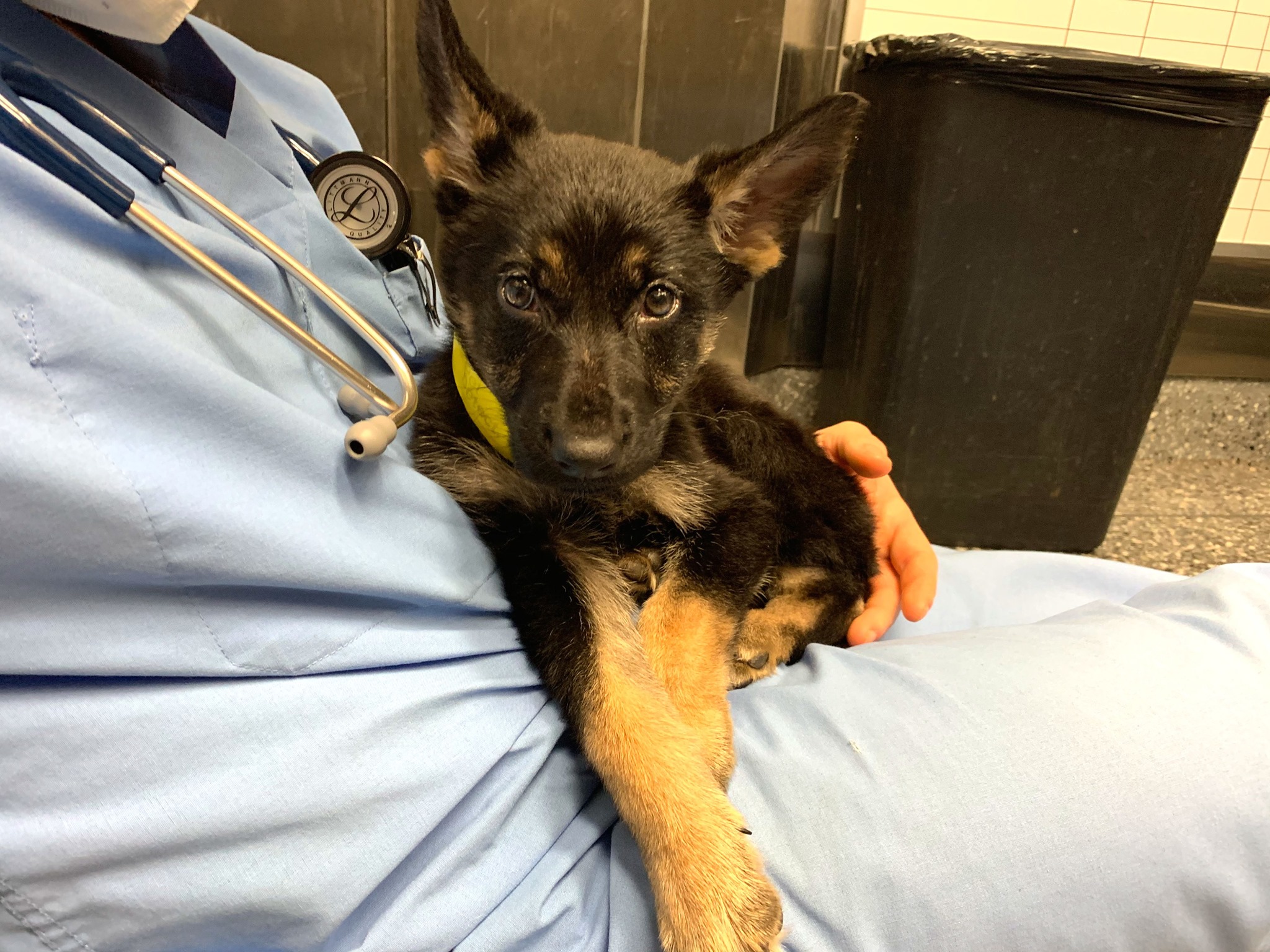 A German Shepherd puppy