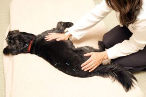 Black dog with acupuncture needles (Dr. Leilani Alvarez)