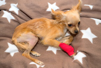 chihuahua after knee surgery