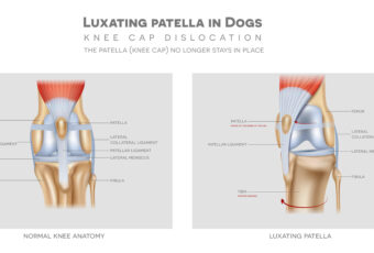Luxating patella