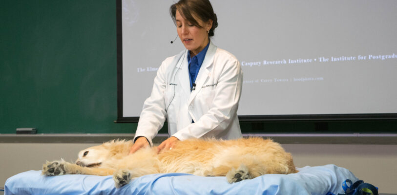 Dr. Alvarez massaging golden retriever dog