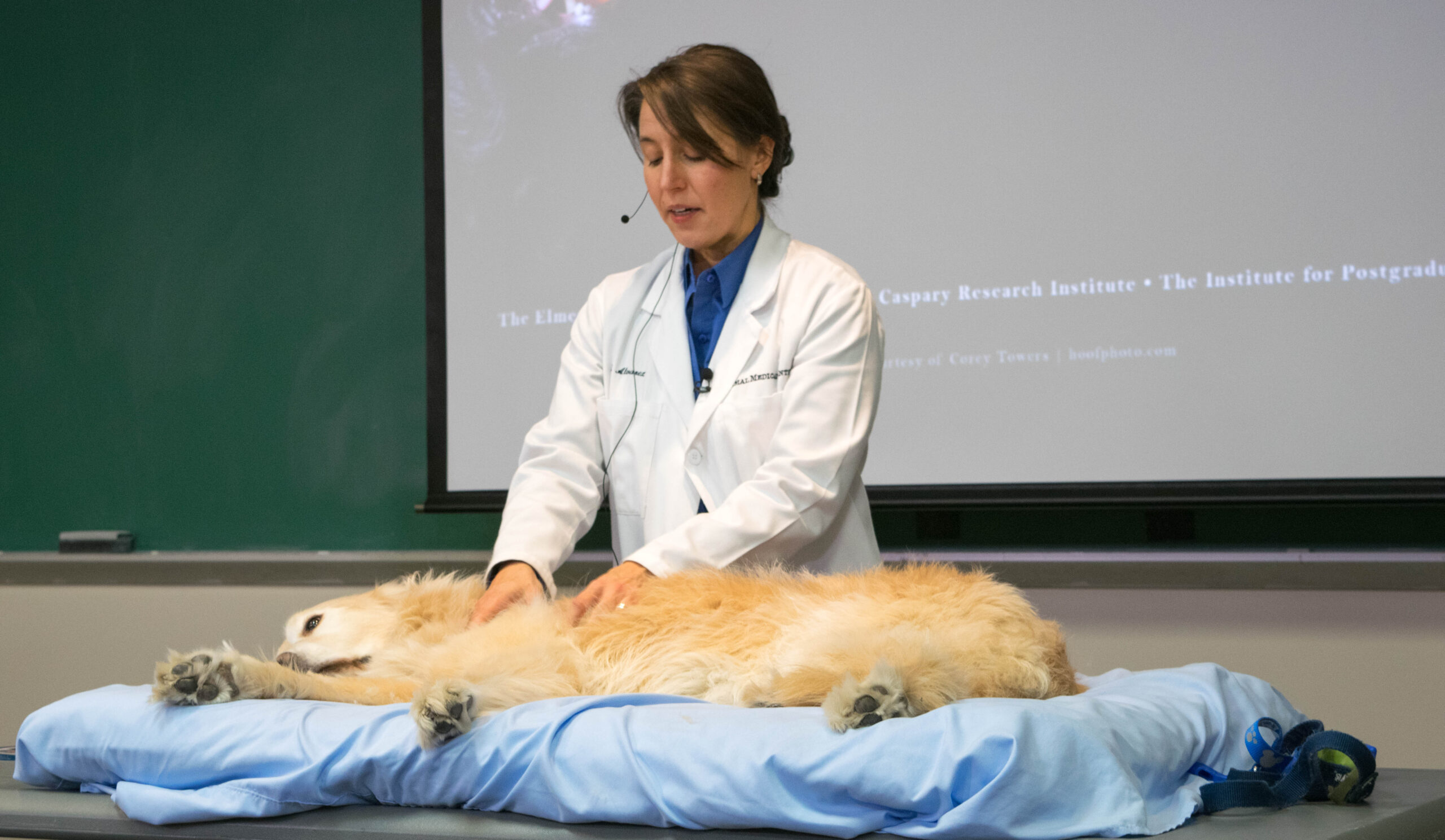 Dr. Alvarez massaging golden retriever dog