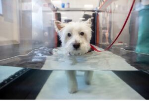 Dog using underwater treadmill