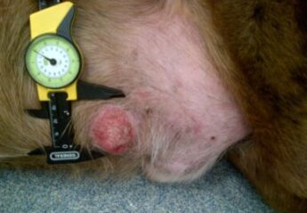 A mast cell tumor on a dog
