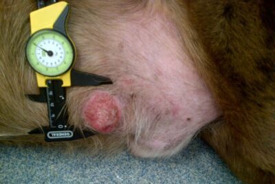 A mast cell tumor on a dog