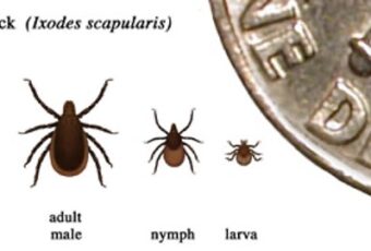 illustration comparing tick to a dime