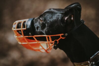 A dog wearing a muzzle