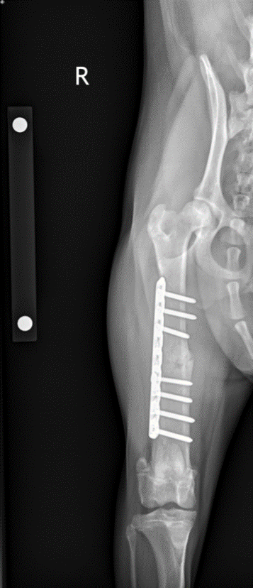 An x-ray of fracture repair in a dog