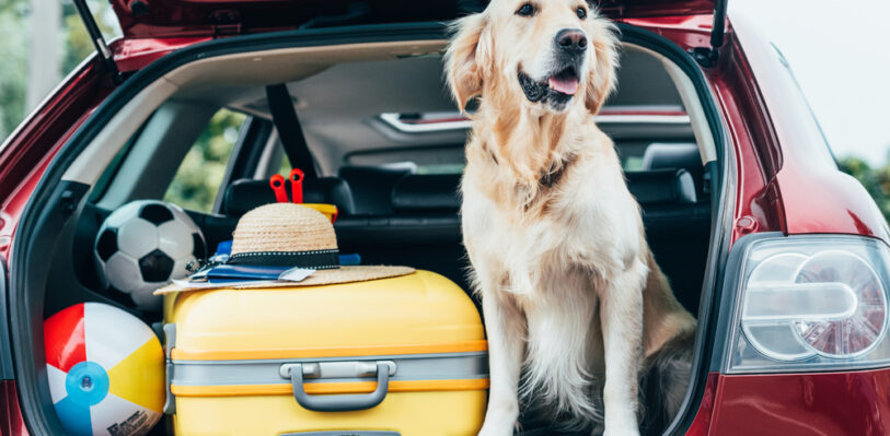 Dog in a car next to packed luggage