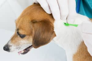 removing tick from dog