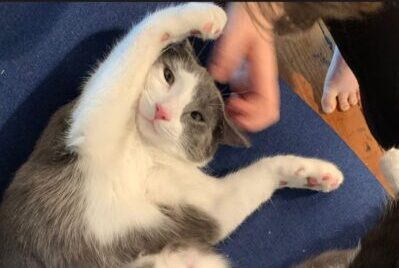 A cat playing on a chair