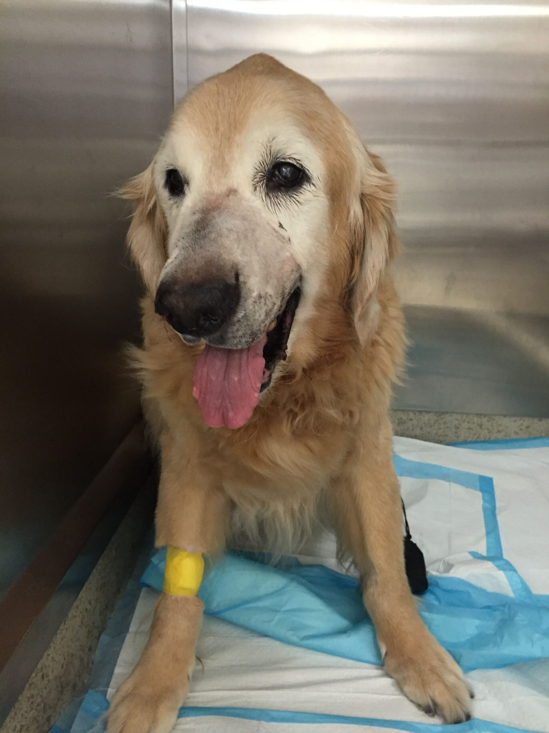 Berkeley the looking happy after surgery with nose shaved